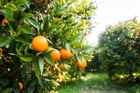 Where Do Oranges Grow Best? - Garden.eco