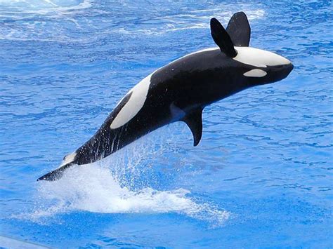 orca, Jumping, Animals Wallpapers HD / Desktop and Mobile Backgrounds