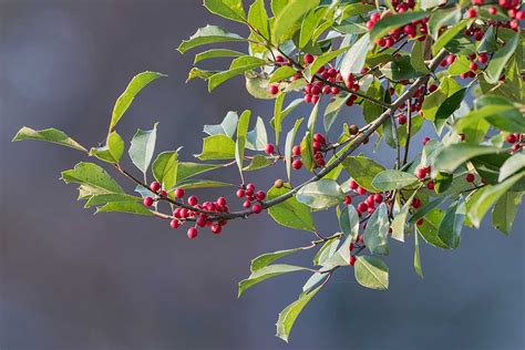 How to Grow and Care for American Holly Trees (Ilex opaca)