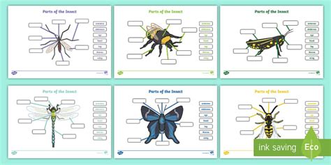 Parts Of An Insect Worksheet Free