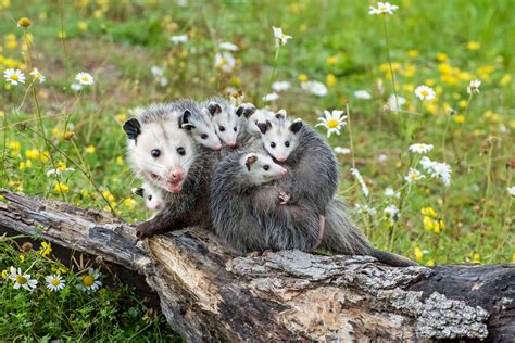 Nature curiosity: Why do marsupials have pouches? | Forest Preserve ...