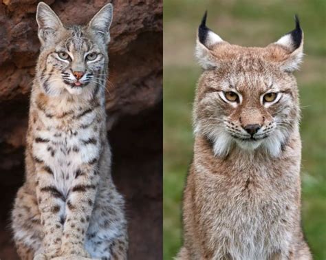 Can Bobcats And Lynx Breed? - Animalsman