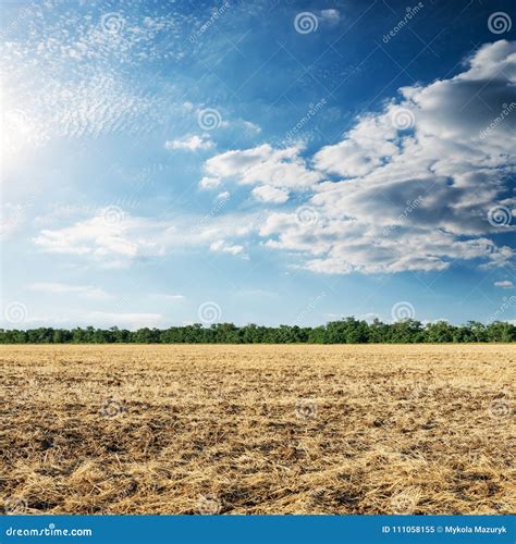 Agriculture Field after Harvesting in Sunset Stock Image - Image of field, autumn: 111058155