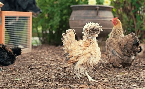 Frizzle Chicken: Breed Profile, Care Guide and More…