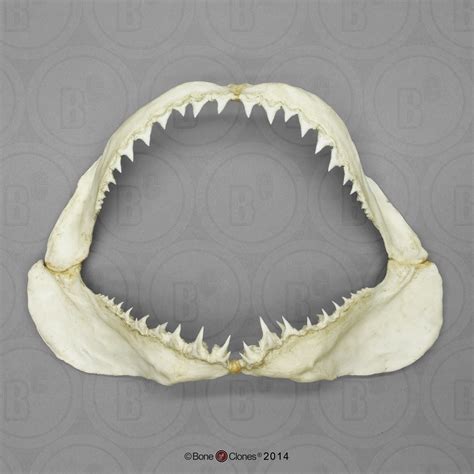 Megalodon Shark Vs Great White Shark Jaws