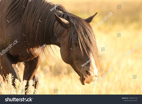 Nokota Horse: Over 4 Royalty-Free Licensable Stock Photos | Shutterstock