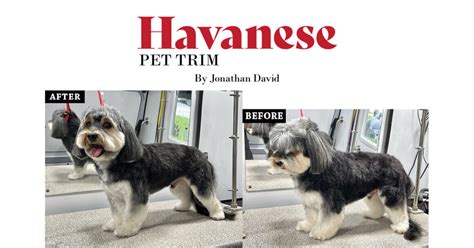 How To Groom A Havanese Terrier