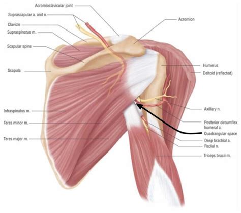 Quadrilateral space syndrome, causes, symptoms, diagnosis, treatment & prognosis