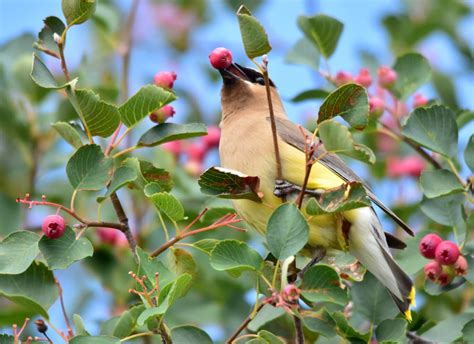 Wyoming Wildlife-Friendly Landscaping - Wyoming Wildlife Federation