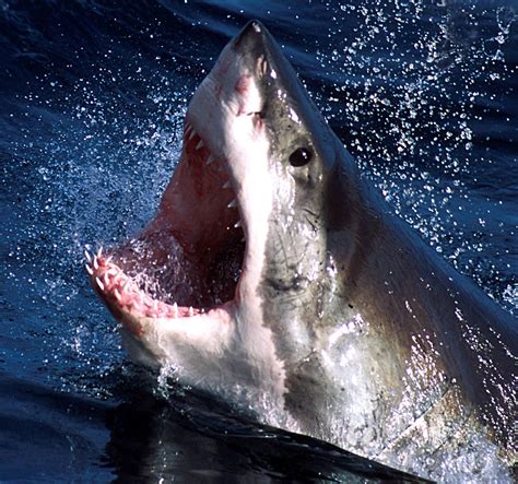 Shark population growing off Cape Cod spurs ‘nightmares’ for researcher | Fox News