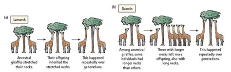 Darwin vs. Lamarck Examples | Biology - Quizizz