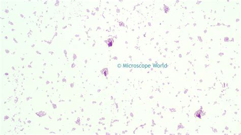 Microscope World Blog: Salmonella under the Microscope