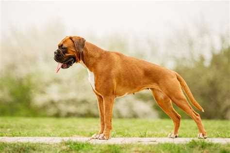 Top 25 Guard Dog Breeds - Instant Checkmate | Boxer dogs, Guard dogs, Dog breeds