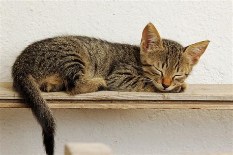 Pourquoi un chat bouge la queue quand il dort