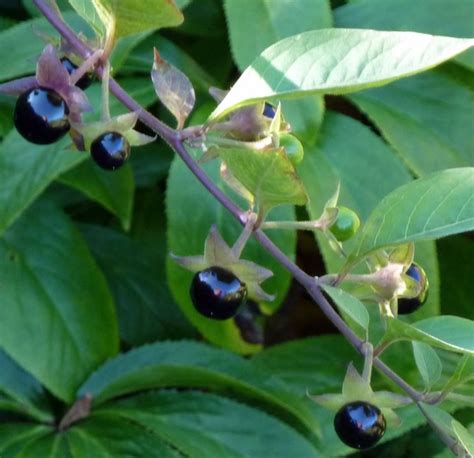 Deadly Nightshade Atropa belladonna | Raw Rob: Raw food, wild food & consciousness