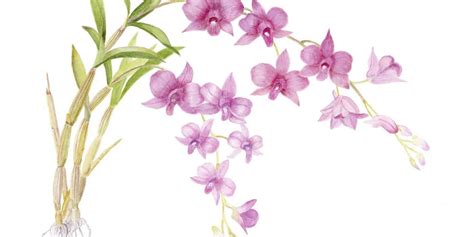 The Floral Emblem of Queensland – Cooktown Orchid - Friends of the ...