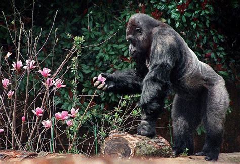 Ivan (gorilla) - Alchetron, The Free Social Encyclopedia