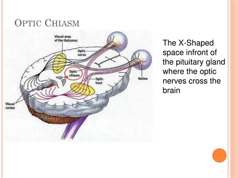 PPT - EYE ANATOMY PowerPoint Presentation, free download - ID:9266230