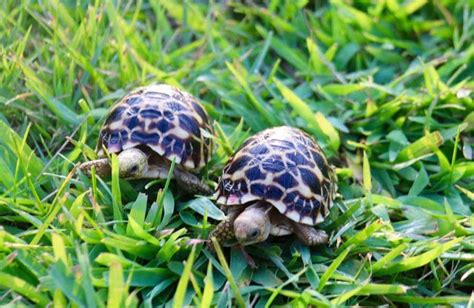 6 MO Burmese Star Tortoise for sale baby burmese star tortoise ...