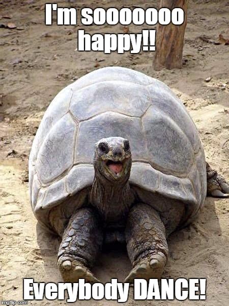 Smiling happy excited tortoise - Imgflip