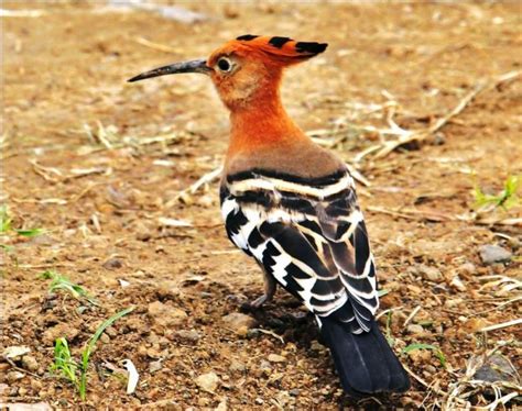 Hoopoe national bird of Israel. | Beautiful birds, Bird species, Birds