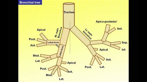 Bronchial Anatomy - Anatomical Charts & Posters