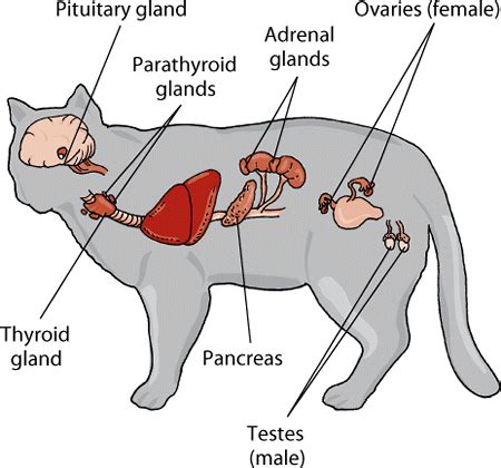 Introduction to Hormonal Disorders of Cats - Cat Owners - MSD Veterinary Manual