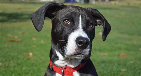 Boxador - Looking At The Beautiful Boxer Lab Mix Puppy