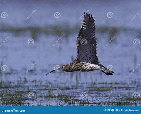 Eurasian Curlew Numenius Arquata Stock Photo - Image of curlew, eurasian: 115696182