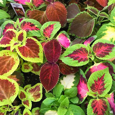 Coleus — Green Acres Nursery & Supply