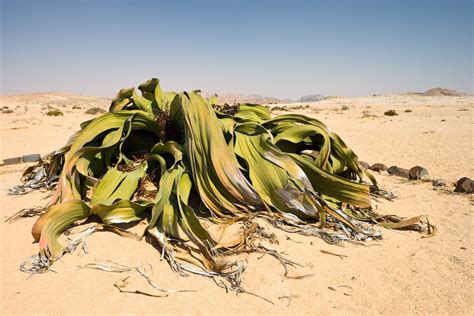 Brilliant Botany - This is Welwitschia mirablis, the only member of...