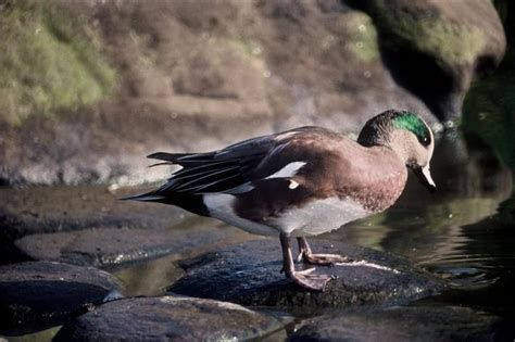 Free picture: American, wigeon, duck