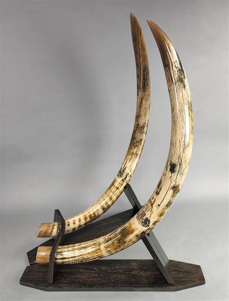 Rare Matched Pair of Mammoth Tusks for Sale – Fossil Realm