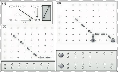 1) The Needleman and Wunsch (1970) forward algorithm to recursively... | Download Scientific Diagram