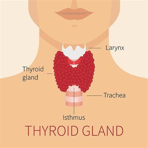 Pin on Think_thyroid