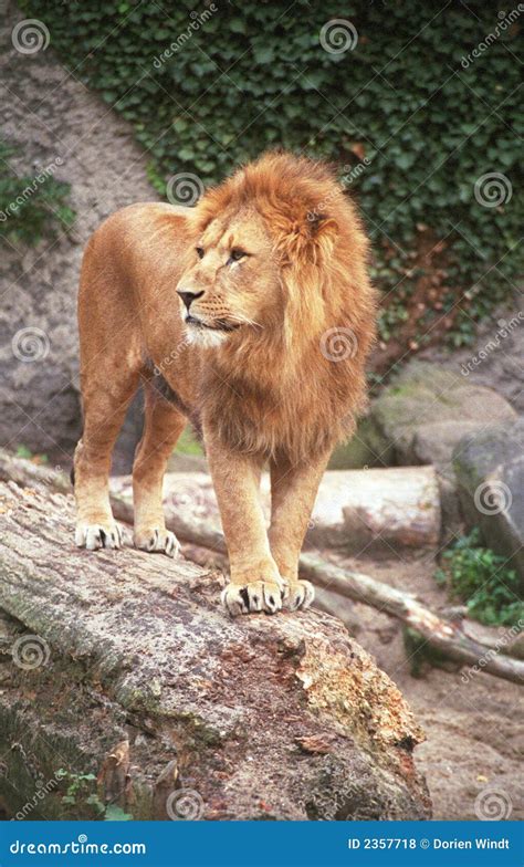 The lion King IV stock photo. Image of carnivore, resting - 2357718