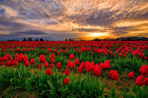 Tulips field at sunset, pretty, fiery, bonito, sunset, spring, sky ...