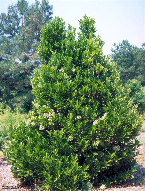 Viburnum awabuki ‘Chindo’ | Kiefer Nursery: Trees, Shrubs, Perennials