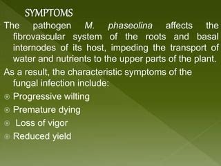 Macrophomina phaseolina ppt | PPT