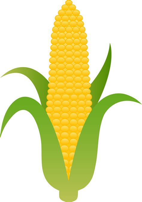 Corn cob clipart 20 free Cliparts | Download images on Clipground 2024