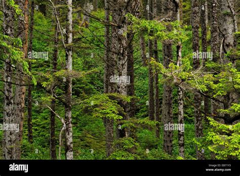 Sitka spruce forest, Haida Gwaii (Queen Charlotte Islands)- Graham Island, British Columbia ...