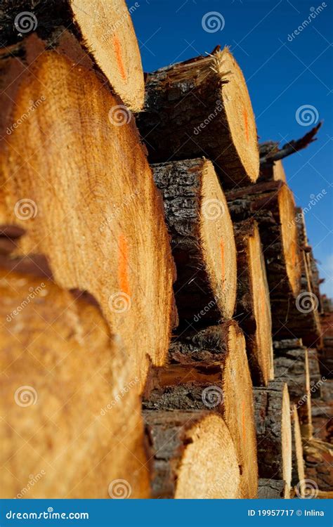 Pile of Timber Logs from Logging Stock Image - Image of hardwood, lumber: 19957717