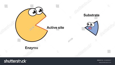 Scientific Designing Enzyme Function Mechanism Vector Stock Vector (Royalty Free) 2124042617 ...