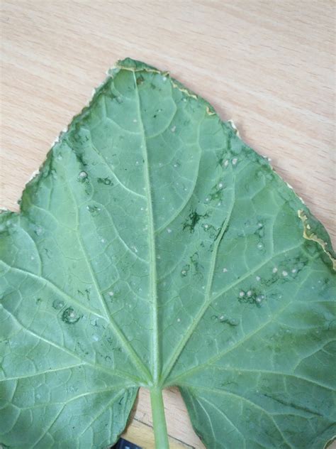 Cucumber | would you please diagnose this cucumber leaves disease?