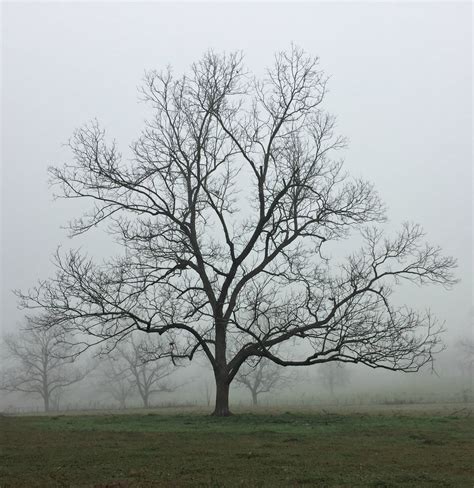 Using Georgia Native Plants: A Celebration of Trees