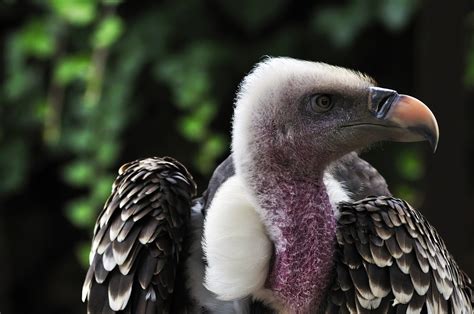 Rüppell's Vulture Foto & Bild | animals, zoos, parks & falconries ...