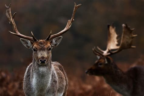 Scientists warn ‘zombie deer disease’ could spread to humans as cases ...