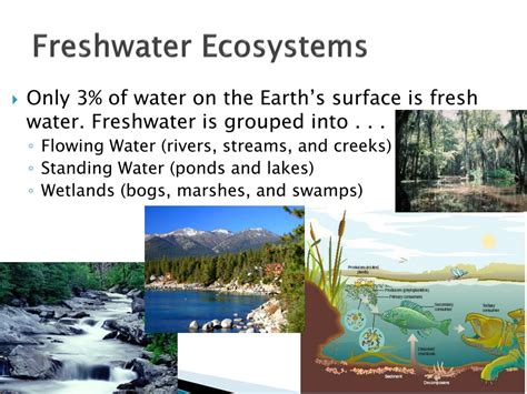 PPT - Aquatic Ecosystems and Succession PowerPoint Presentation, free download - ID:9636402