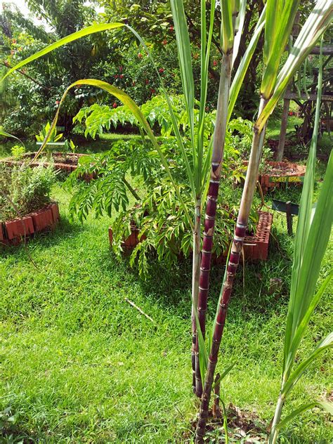 Sugar Cane Plant Free Stock Photo - Public Domain Pictures