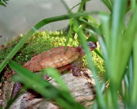 Black-breasted leaf turtle - Facts, Diet, Habitat & Pictures on Animalia.bio